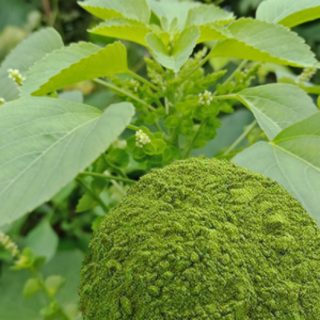 kuppai meni, Acalypha indica powder