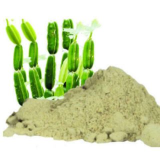pirandai, Cissus quadrangularis powder