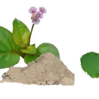 poduthalai, Phyla nodiflora leaf powder