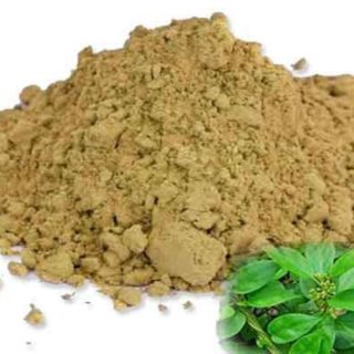 sirukurinjan, Gymnema sylvestre powder